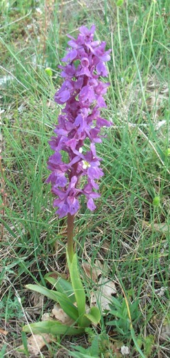 Orchis mascula?